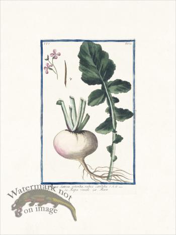 Bonelli 339 Turnip